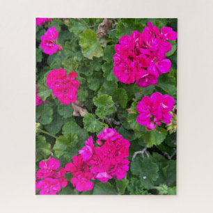 Heißrosa Zonale Geranie, San Mateo Puzzle