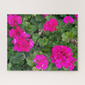 Heißrosa Zonale Geranie, San Mateo Puzzle (Horizontal)
