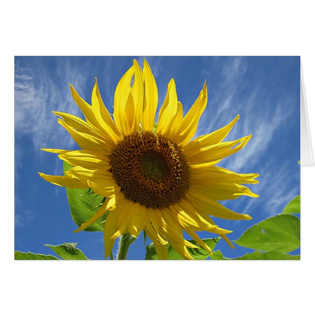 Heitre Sonnenblume (Vorderseite (Horizontal))