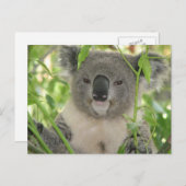 Helaine-Koala-Bär Postkarte (Vorne/Hinten)