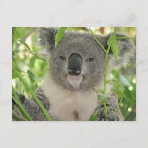 Helaine-Koala-Bär Postkarte