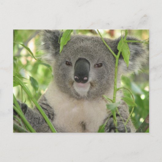 Helaine-Koala-Bär Postkarte (Vorderseite)