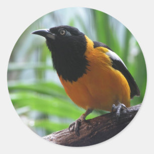 Helaines Oriole Runder Aufkleber