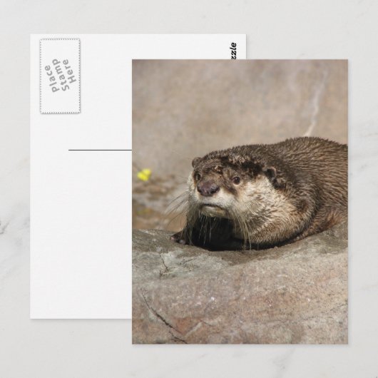 Helaine's Otter Postkarte (Vorne/Hinten)