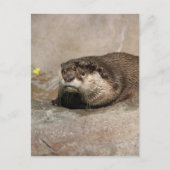 Helaine's Otter Postkarte (Vorderseite)