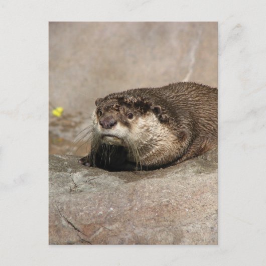 Helaine's Otter Postkarte (Vorderseite)
