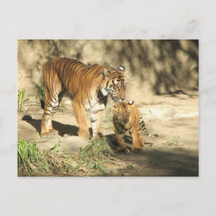 Helaine's Tiger and Cub Postkarte