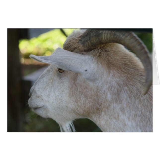 Helen (Vorderseite (Horizontal))