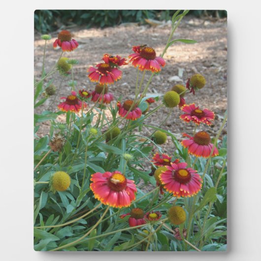 Helenium Blume Fotoplatte (Vorderseite)