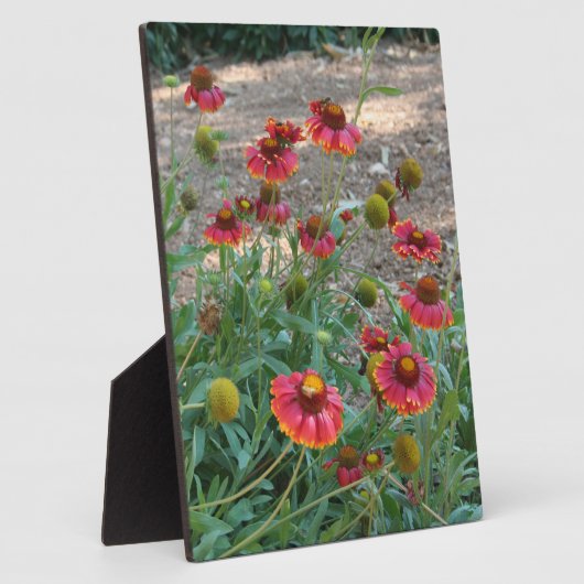 Helenium Blume Fotoplatte (Seite)