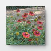 Helenium Blume Fotoplatte (Vorderseite)