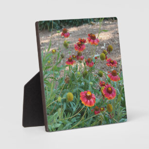 Helenium Blume Fotoplatte
