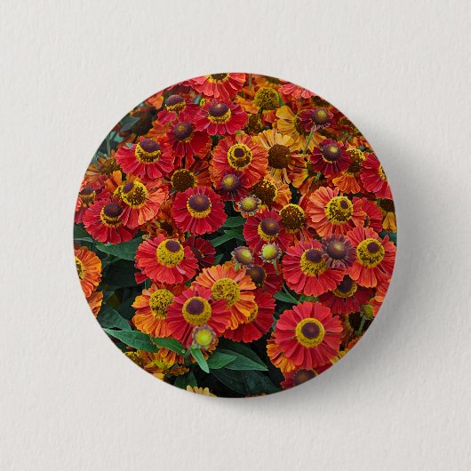 Helenium-Blume in Rot und Orange Button (Vorderseite)