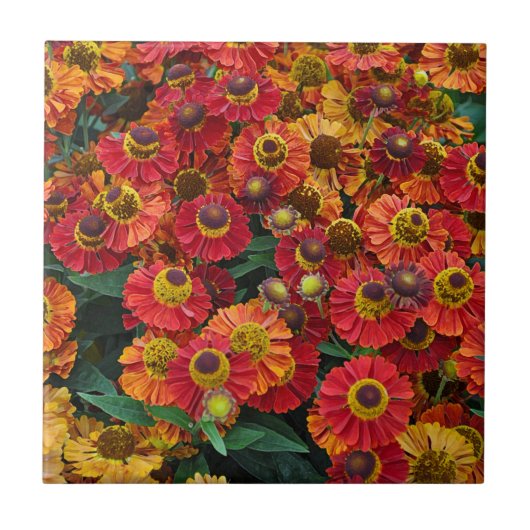 Helenium-Blume in Rot und Orange Fliese (Vorderseite)