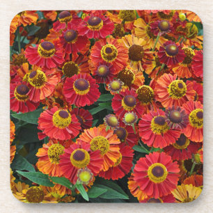 Helenium-Blume in Rot und Orange Getränkeuntersetzer