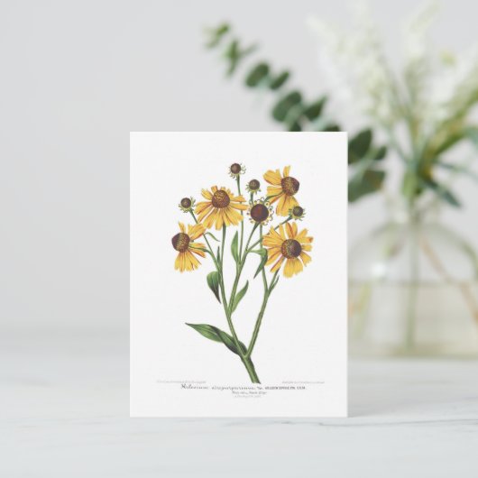 Helenium Postkarte (Stehend Vorderseite)