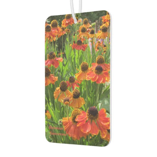 Helenium ‚Sneezeweed‘ Autolufterfrischer (Links)