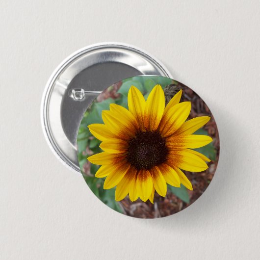 Helianthus Annuus Button (Vorne & Hinten)