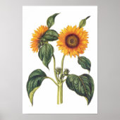 Helianthus annuus poster (Vorne)
