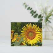 Helianthus annuus postkarte (Stehend Vorderseite)