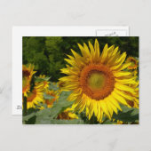 Helianthus annuus postkarte (Vorne/Hinten)