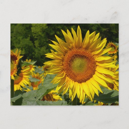 Helianthus annuus postkarte (Vorderseite)