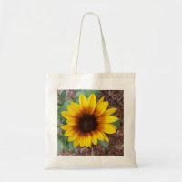 Helianthus Annuus