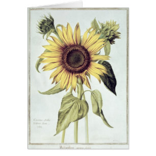 Helianthus Annuus von 'Velins du Roi Vol.36'