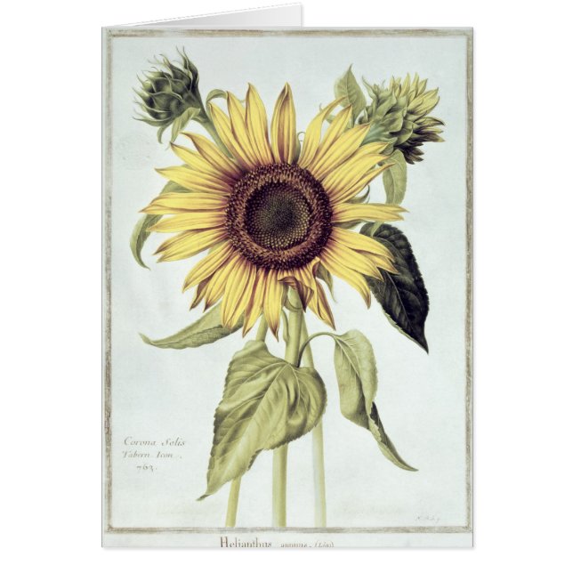 Helianthus Annuus von 'Velins du Roi Vol.36' (Vorne)