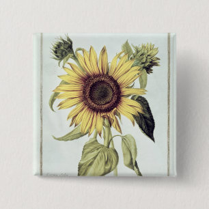 Helianthus Annuus von 'Velins du Roi Vol.36' Button