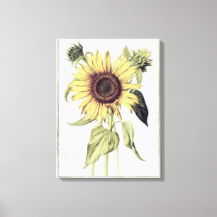 Helianthus Annuus von 'Velins du Roi Vol.36' Leinwanddruck