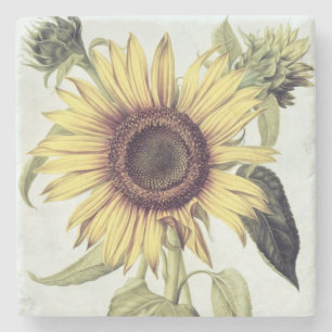 Helianthus Annuus von 'Velins du Roi Vol.36' Steinuntersetzer