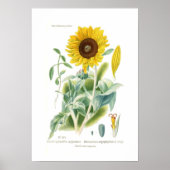 Helianthus argophyllus poster (Vorne)