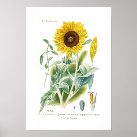 Helianthus argophyllus poster (Vorne)