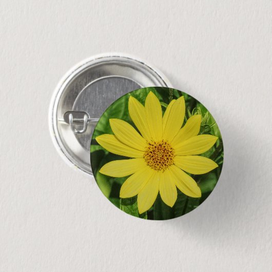 Helianthus 'Lemon Queen' Sonnenblume Button (Vorne & Hinten)