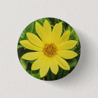 Helianthus 'Lemon Queen' Sonnenblume Button