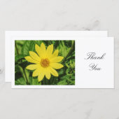 Helianthus 'Lemon Queen' Sonnenblume - Danke (Vorne/Hinten)