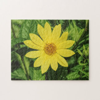 Helianthus 'Lemon Queen' Sonnenblume Puzzle