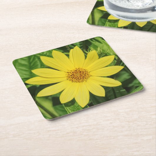 Helianthus 'Lemon Queen' Sonnenblume Rechteckiger Pappuntersetzer (angewinkelt)