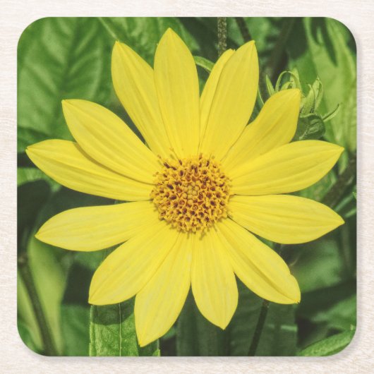 Helianthus 'Lemon Queen' Sonnenblume Rechteckiger Pappuntersetzer (Vorderseite)