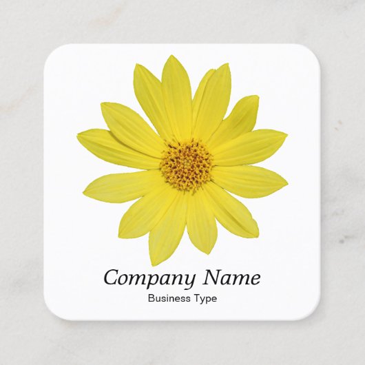 Helianthus 'Lemon Queen' Sonnenblume - Weiß Quadratische Visitenkarte (Vorderseite)