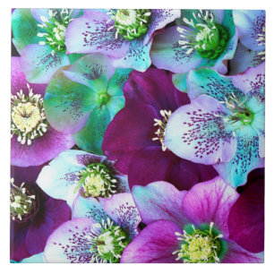 Heliborus-Muster einer im Winter blühenden Blume, Fliese