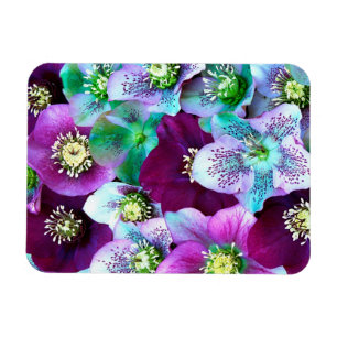 Heliborusmuster der winterblühenden Blume, Magnet