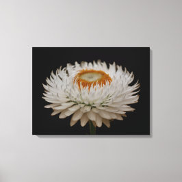 Helichrysum-Blumen-Leinwanddruck Leinwanddruck