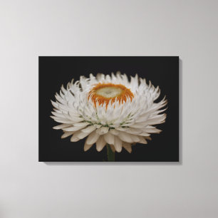 Helichrysum-Blumen-Leinwanddruck Leinwanddruck