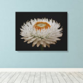 Helichrysum Flower Canvas Print Leinwanddruck (Insitu (Holzboden))