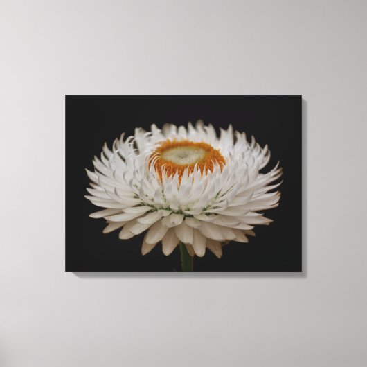Helichrysum Flower Canvas Print Leinwanddruck (Vorderseite)