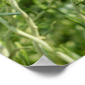 Helichrysum italicum Feld, blühende Nahaufnahme. Poster (Ecke)