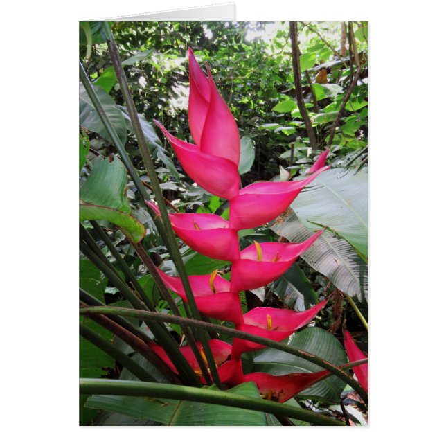 Heliconia (Vorne)
