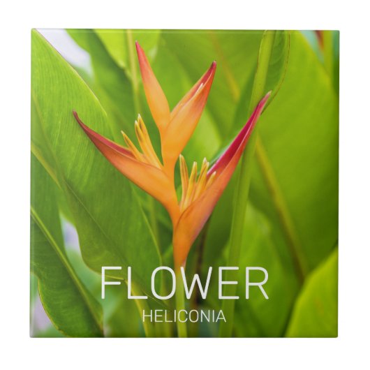 Heliconia Blume Design der Pflanze Fliese (Vorderseite)